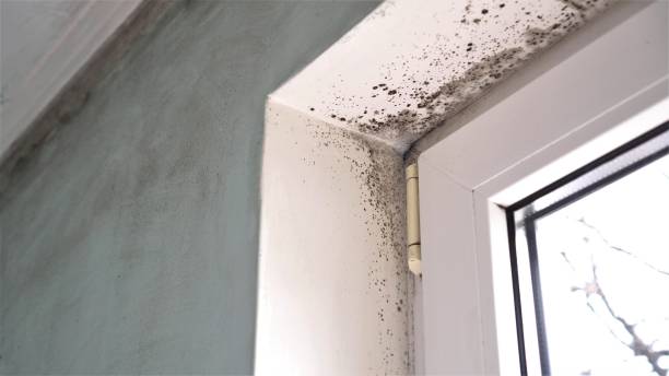Professional Mold Remediation in Walnut Ridge, AR