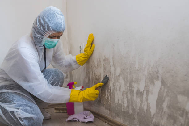 Best White Mold Remediation in Walnut Ridge, AR