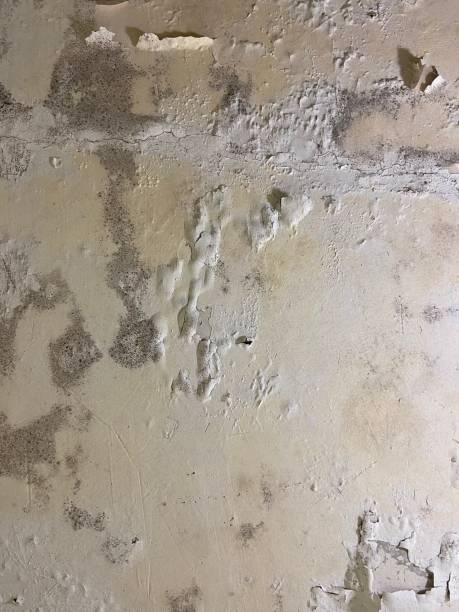 Best Commercial Mold Remediation in Walnut Ridge, AR