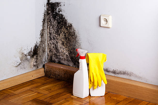 Best DIY Mold Remediation Support Services in Walnut Ridge, AR